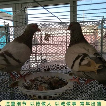 肉鸽落地王鸽 商品肉鸽养殖 银羽王良种肉鸽 市场价格