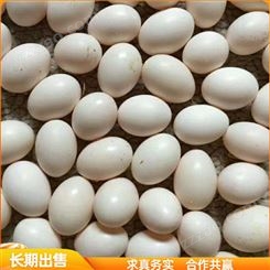 白条肉鸽子蛋 养殖鸽子种蛋 白羽王种鸽子蛋 批发出售