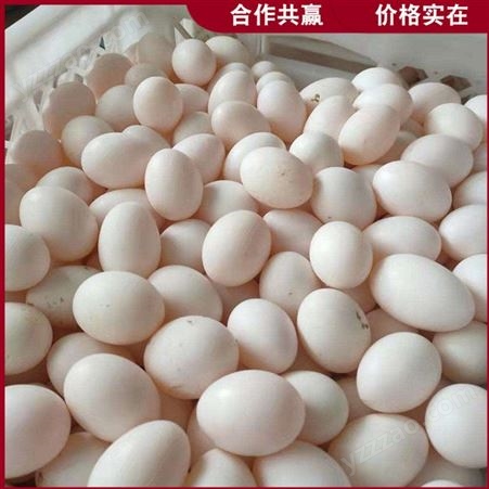 白条鸽鸽蛋 落地王鸽蛋 散养杂粮鸽蛋 出售厂家