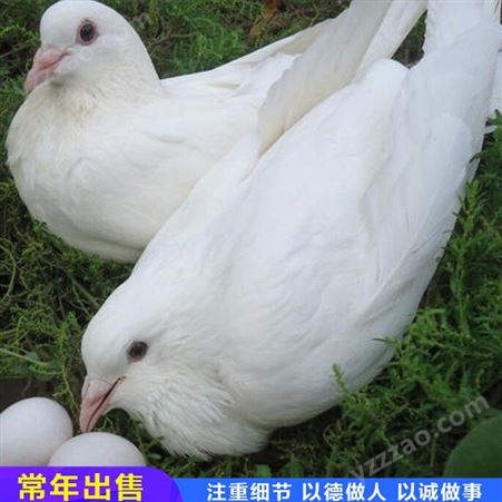 种鸽肉鸽苗 成对肉鸽种鸽 改良白羽王鸽 农家养殖