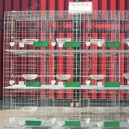 厂家销售 立式鸽笼 组装鸽笼 养殖种鸽笼