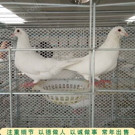 肉鸽落地王鸽 商品肉鸽养殖 银羽王良种肉鸽 市场价格