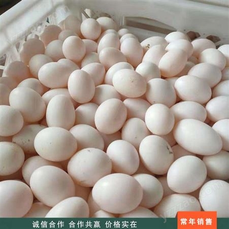 农家养殖 粮食饲养鸽蛋 永八养殖鸽蛋 养殖场鸽蛋