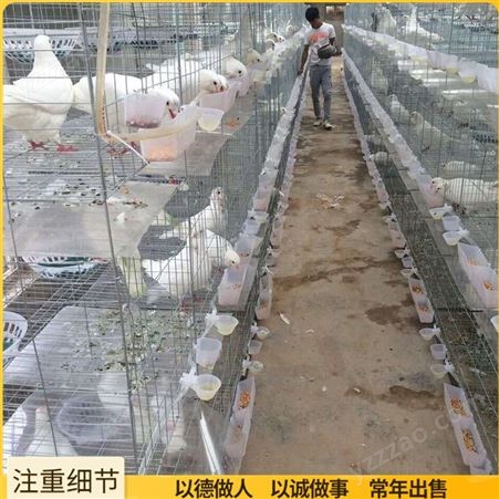 肉鸽种鸽笼子 16位农用鸽笼 不锈钢鸽子笼 出售供应
