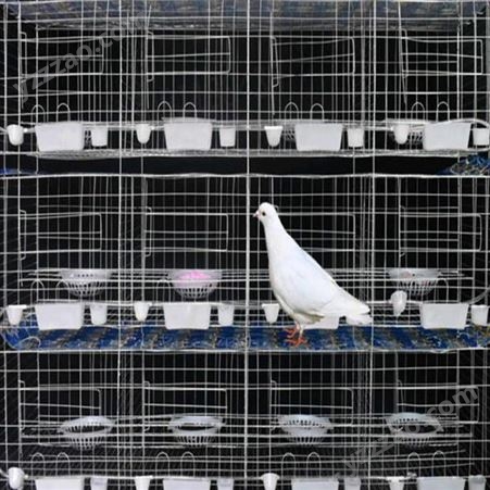 厂家销售 立式鸽笼 组装鸽笼 养殖种鸽笼