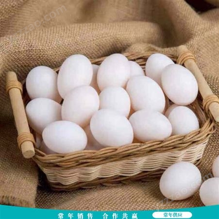 长期出售 散养白鸽蛋 30枚土鸽蛋 五谷杂粮鸽蛋
