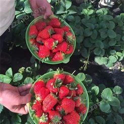 盆栽红颜草莓苗 奶油草莓苗价格合理 鲁盛 种植基地直供