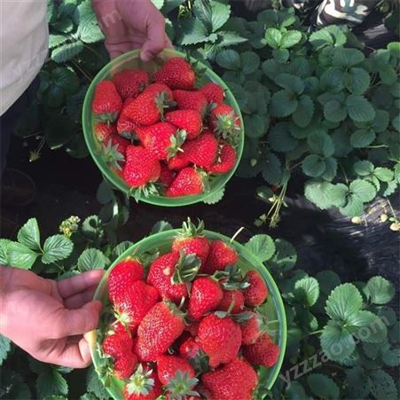 盆栽红颜草莓苗 奶油草莓苗价格合理 鲁盛 种植基地直供