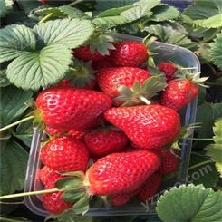 多种规格红颜草莓苗 奶油草莓苗批发 鲁盛 供应
