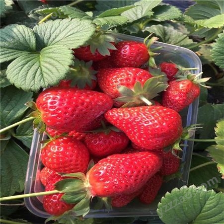 多种规格红颜草莓苗 奶油草莓苗批发 鲁盛 供应