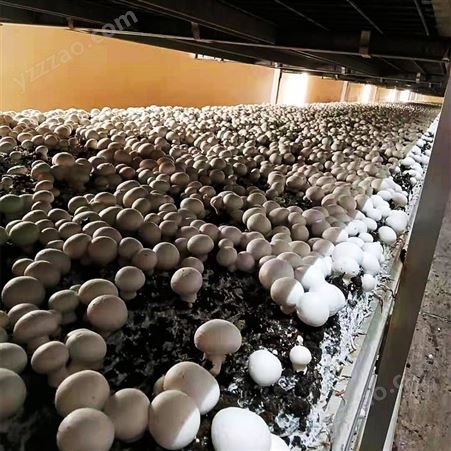 蘑菇种植基地大型供水设备 食用菌基地种植用水处理系统 鑫鸿源环保种植供水系统