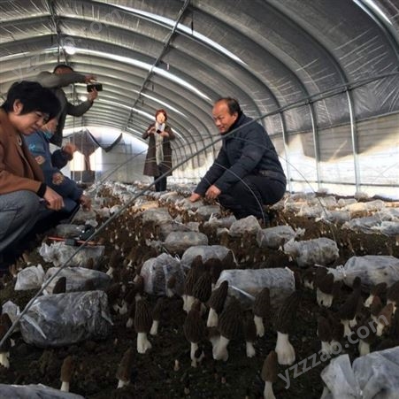 人工种植羊肚菌种植技术培训制种教学培训 专家教学包学包会提供食用菌大棚