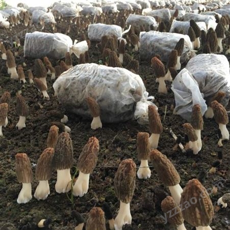 人工种植羊肚菌种植技术培训制种教学培训 专家教学包学包会提供食用菌大棚
