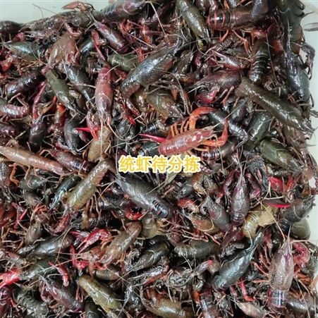 3月6号中红小龙虾/中青小龙虾规格一览 中青缺货中 中红目前还有货源可以接单