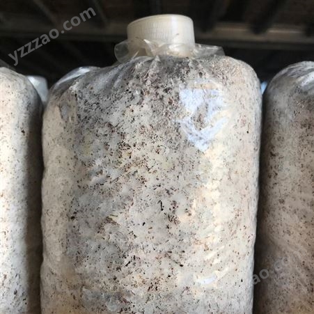 羊肚菌菌种 原种 包技术服务包回收