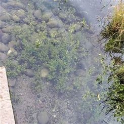 重庆湖泊河道蓝藻水体净化矿物絮凝剂