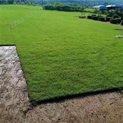 马尼拉草坪基地直供 马尼拉草皮价格 绿化结缕草工程苗 地被植物