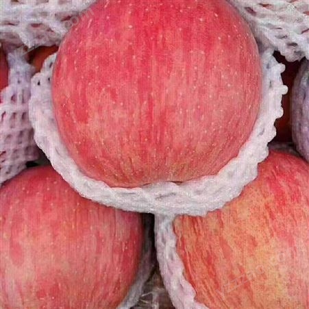 新鲜苹果价格 现货红富士发货快 烟台栖霞苹果行情 裕顺农户采购利润可观
