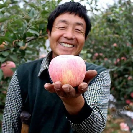 烟台红富士 新品种苹果实惠好吃 红富士苹果好买好卖 裕顺大量上市