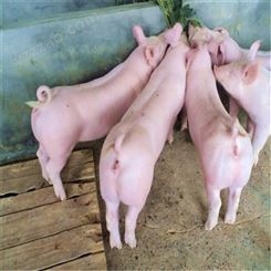 安徽 高产生猪好喂养 健康猪苗发货快 体型漂亮裕顺价格低