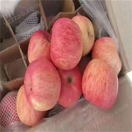烟台红富士 新品种苹果实惠好吃 红富士苹果好买好卖 裕顺大量上市