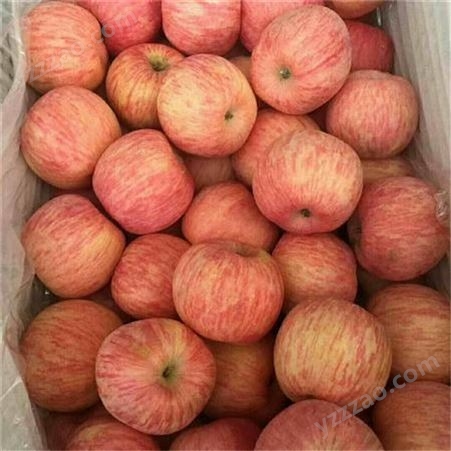 苹果批发 红富士苹果价格 量大从优欢迎选购 裕顺直供全国