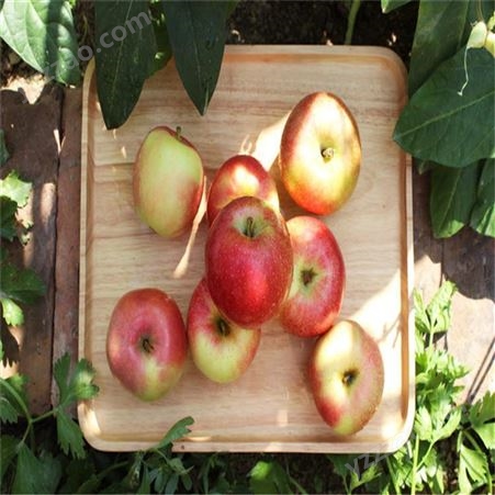 冷库苹果价格 新品种苹果实惠好吃 烟台红富士苹果种植 裕顺个大果正