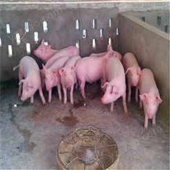 2021仔猪厂家 仔猪20-30斤价格 仔猪苗猪报价 欢迎采购漂亮裕顺小猪
