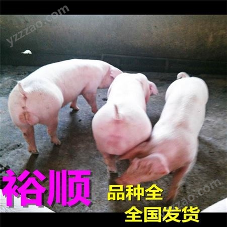 江苏 高产生猪好喂养 双脊背仔猪批发 裕顺农产品养猪场