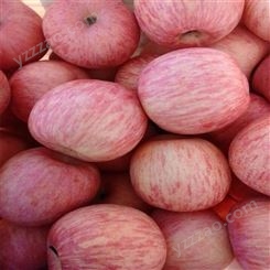 苹果批发 当季新鲜苹果 烟台红富士苹果种植 裕顺批发发货快