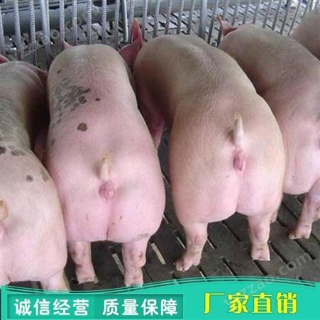 2021仔猪厂家 长白仔猪行情 苏太仔猪出售 常年有货裕顺牧场