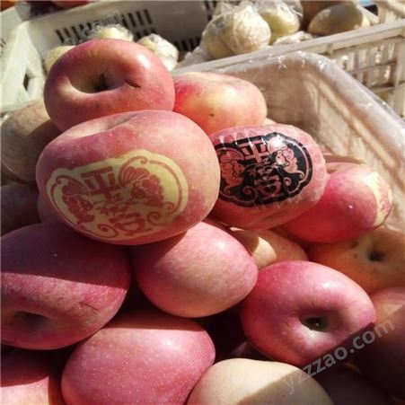 苹果批发 当季新鲜苹果 烟台红富士苹果种植 裕顺批发发货快