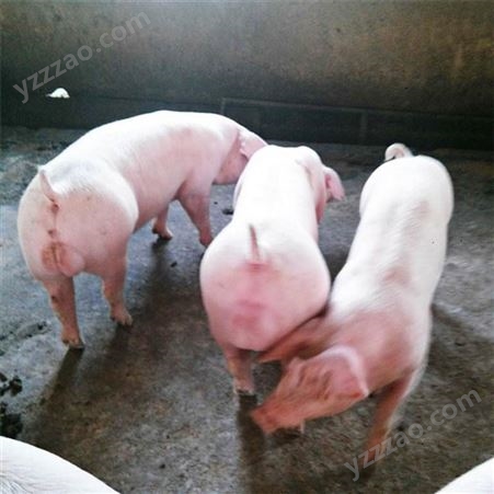 仔猪出售 仔猪养殖价钱 活泼大白猪 裕顺一站式采购