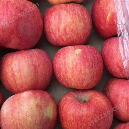 新鲜苹果价格 当季新鲜苹果 好吃的苹果 批发零售找裕顺