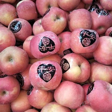 冷库苹果价格 新品种苹果实惠好吃 烟台红富士苹果种植 裕顺个大果正