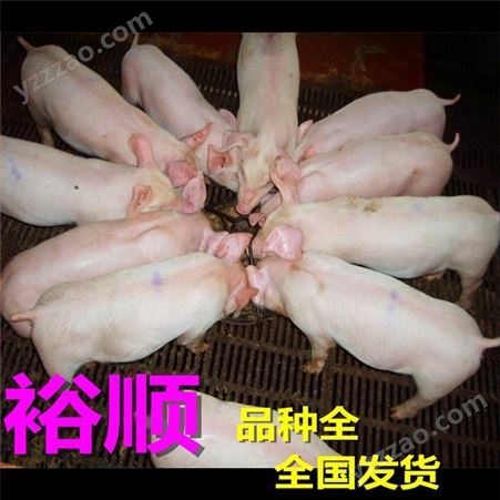 2021仔猪厂家 仔猪20-30斤价格 仔猪苗猪报价 欢迎采购漂亮裕顺小猪