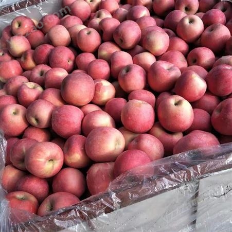 新鲜苹果价格 现货红富士发货快 烟台栖霞苹果行情 裕顺农户采购利润可观