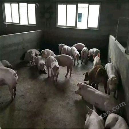 2021仔猪厂家 长白仔猪行情 苏太仔猪出售 常年有货裕顺牧场