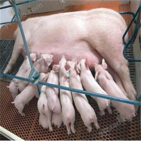 仔猪出售 仔猪养殖价钱 活泼大白猪 裕顺一站式采购