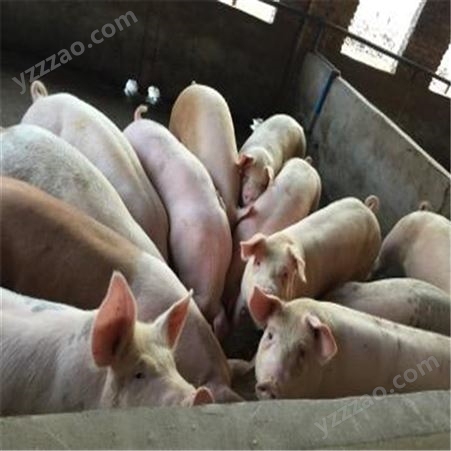 安徽 高产生猪好喂养 健康猪苗发货快 体型漂亮裕顺价格低