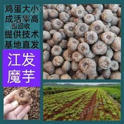陕西汉中花魔芋种子种苗批发价格 魔芋植物学史