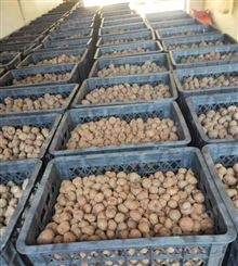 陕西魔芋种子批发价格，一代二代魔芋种子厂家，抗病性强，发芽率高达95%以上