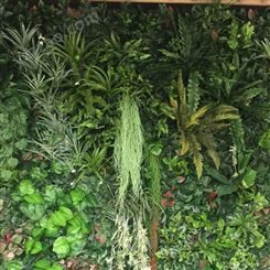 江苏绿色生态植物墙 垂直绿化植物墙