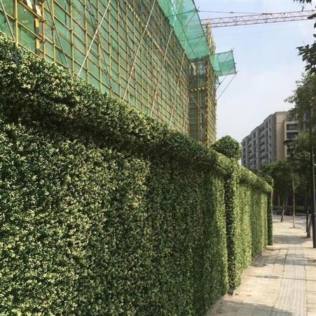 苏州植物墙施工 网红仿真植物墙