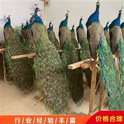 市场供应景区蓝孔雀标本摆件 孔雀标本工艺 观赏孔雀标本