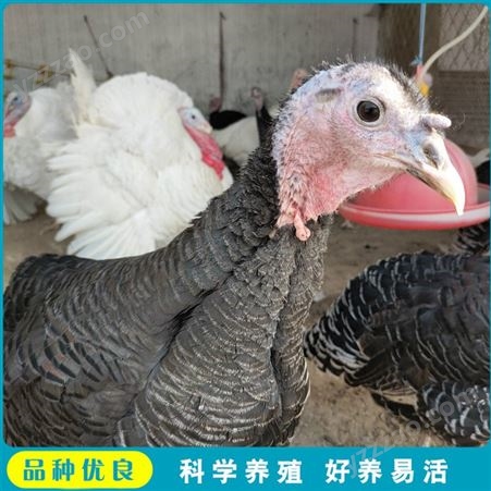 养殖商品火鸡活体 景区观赏火鸡 大型养殖火鸡 养殖报价