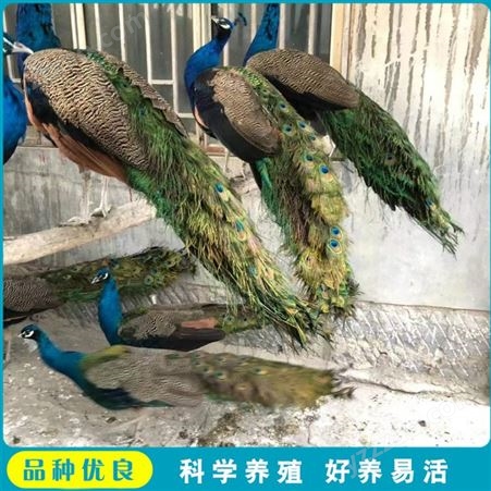 脱温孔雀幼苗 蓝孔雀大型养殖 观赏孔雀活体 常年出售