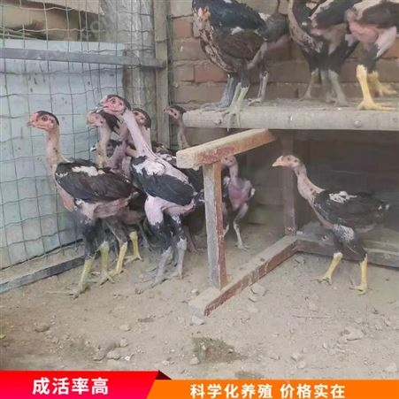 散养斗鸡鸡苗 斗鸡活体种苗 越南斗鸡 厂家出售