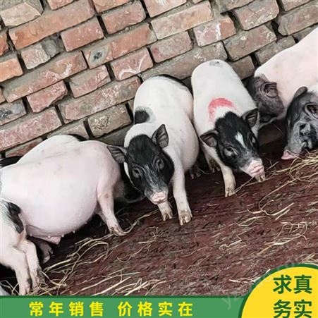 宠物猪养殖 巴马香猪种猪 改良成年巴马香猪 厂家出售