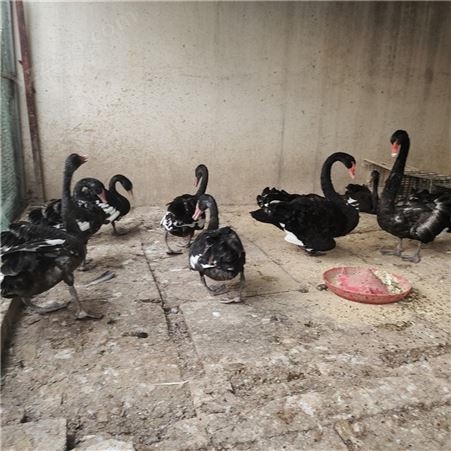 黑天鹅供应 黑天鹅种鹅回收 回收成年下蛋黑天鹅 市场价格